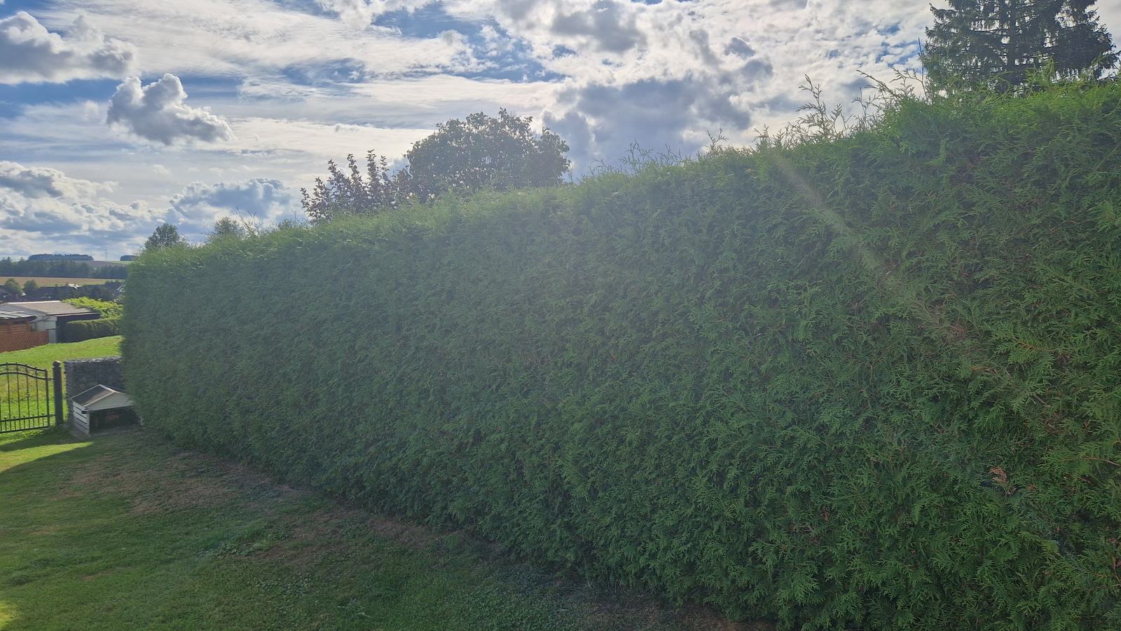 Geschnittene Thujahecke an einem Grundstück im Erzgebirge