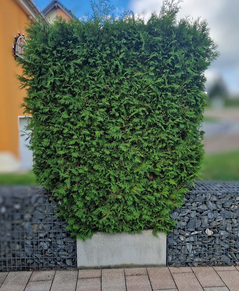 Thujahecke vor dem Schnitt