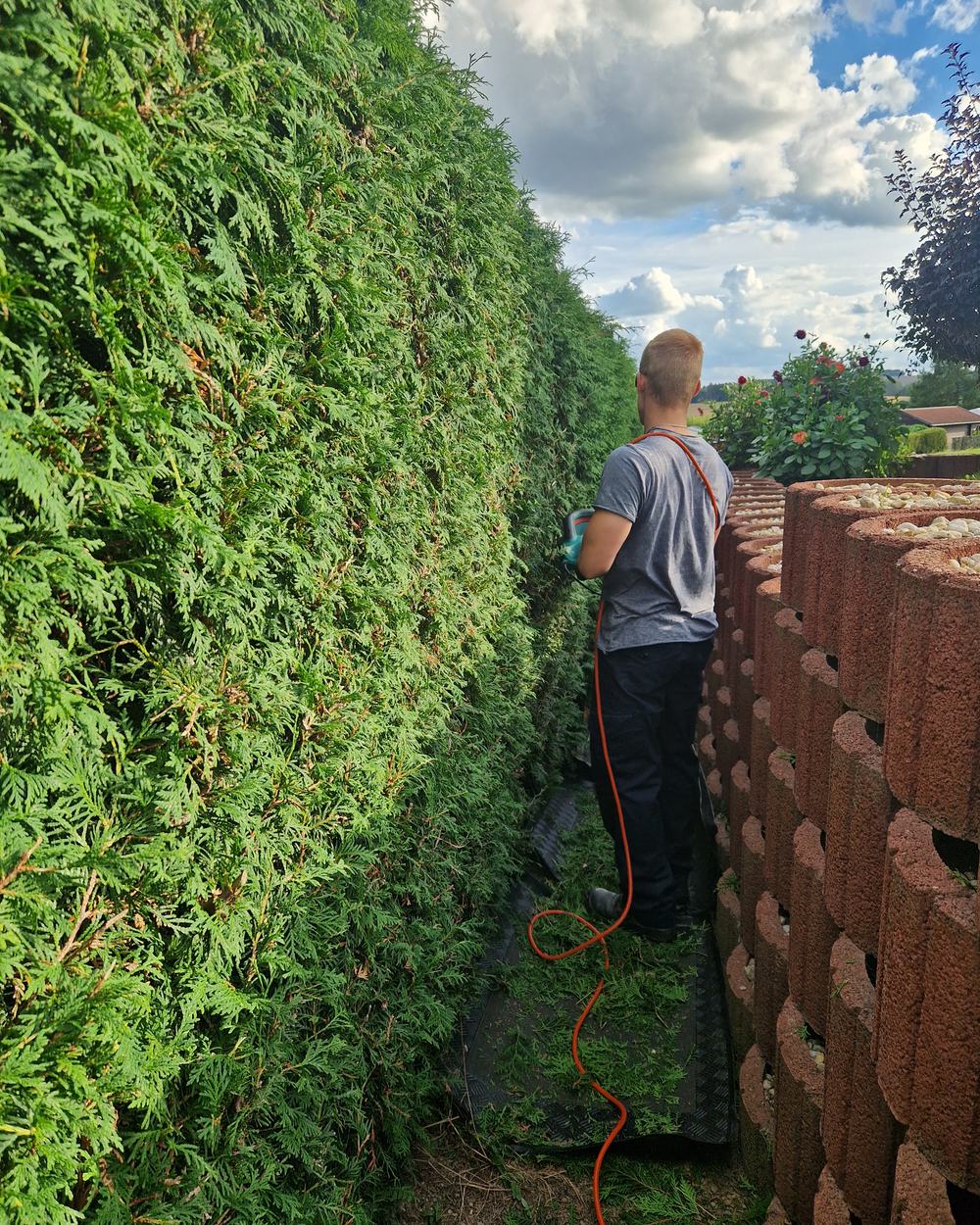 Heckenschnitt zwischen Hecke und Stützmauer